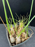 Albuca spp. Succulent Plant in 2.5" Pot, Rare Rooted Variety, Indoor Garden Decor, Easy Care, Unique Foliage & Flowers