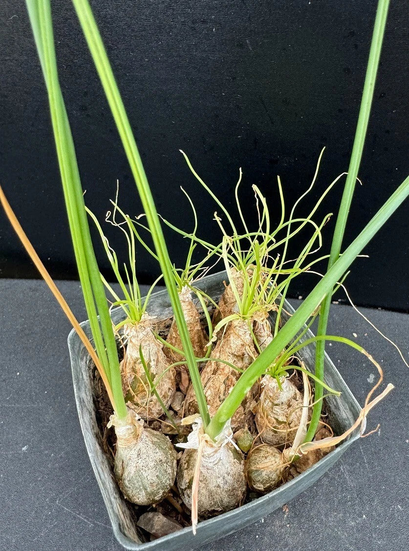 Albuca spp. Succulent Plant in 2.5" Pot, Rare Rooted Variety, Indoor Garden Decor, Easy Care, Unique Foliage & Flowers