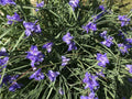 Spiderwort Rhizome Bulbs - 20 Tradescantia pallida Perennial Purple Flowers