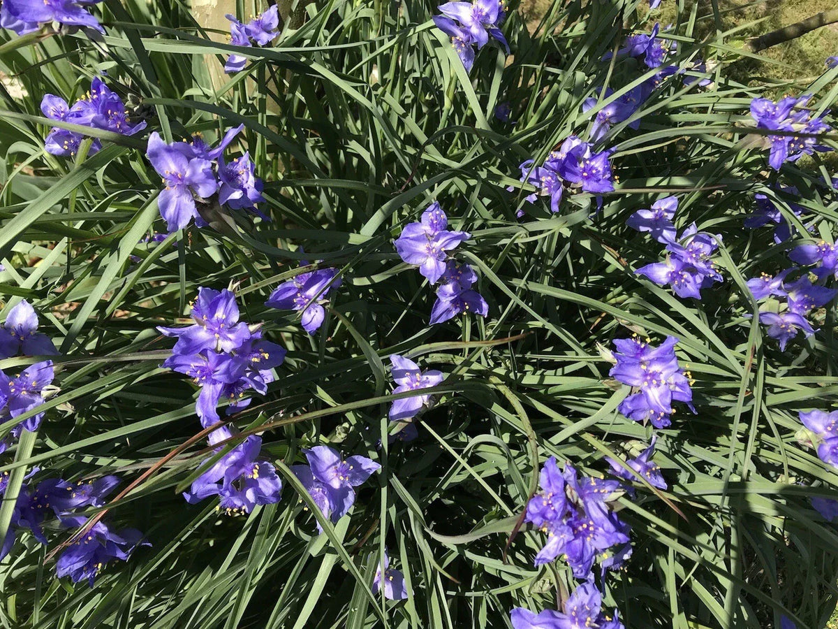 Spiderwort Rhizome Bulbs - 20 Tradescantia pallida Perennial Purple Flowers