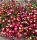 Argyranthemum frutescens Grandaisy Red Perennial Plants 3 in Pot Red Daisy Flowers for Gardens & Landscapes