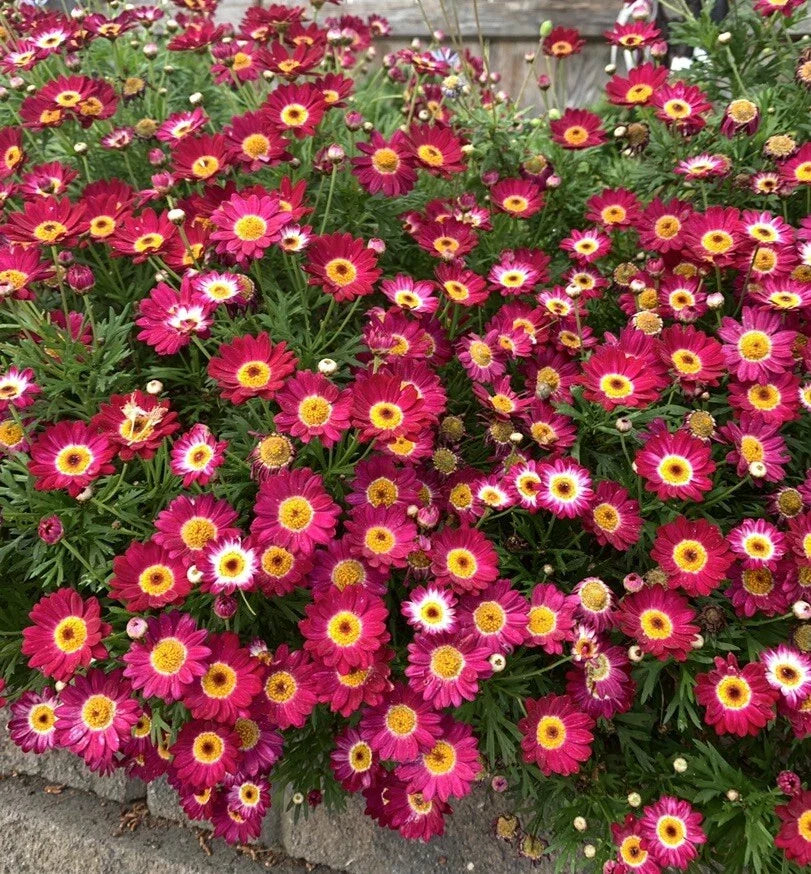 Argyranthemum frutescens Grandaisy Red Perennial Plants 3 in Pot Red Daisy Flowers for Gardens & Landscapes