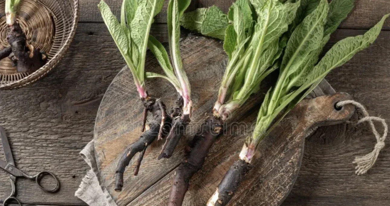 Comfrey Bocking 14 Rooted Crowns – Symphytum × uplandicum, Deer Resistant, Non-Spreading Perennial Herbal Plant (5)