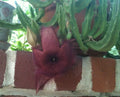 Stapelia Grandiflora Cuttings - Red Starfish Flower Succulent - Unique Carrion Plant - Easy to Grow Toad Cactus