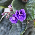 African Violet Leaf Cutting - Double Blue Boy Saintpaulia ionantha for Propagation, Indoor Gardening