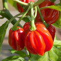Red Scotch Bonnet Pepper Seeds – Heirloom Non-GMO Capsicum chinense for Hot Sauces & Culinary Use