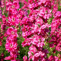 Carmine King Rocket Larkspur Seeds - Fuchsia Pink Magenta - Delphinium ajacis - Annual Flower Seeds for Garden & Cut Flowers