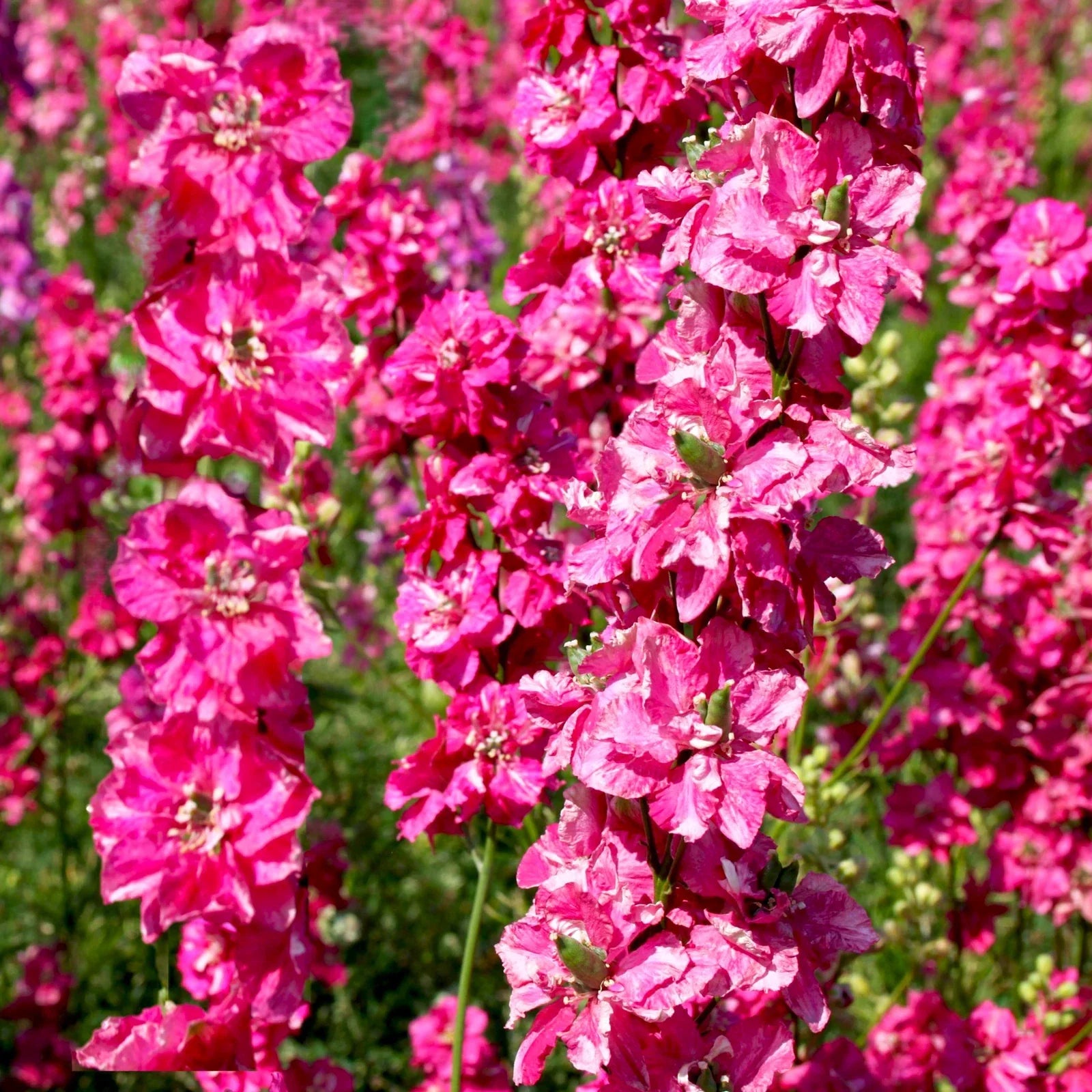 Carmine King Rocket Larkspur Seeds - Fuchsia Pink Magenta - Delphinium ajacis - Annual Flower Seeds for Garden & Cut Flowers
