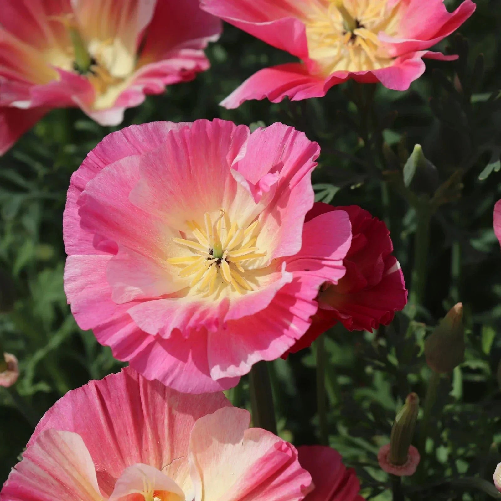 California Thai Silk Rose Poppy Seeds - 200+ Pack, Papaver rhoeas, Vibrant Annual Flowers for Garden, Full Sun, Easy to Grow