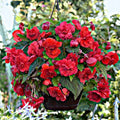 Begonia Seeds - 100 Count - Glory Hot Tip Red - Begonia x tuberhybrida - Indoor & Outdoor Garden Plant