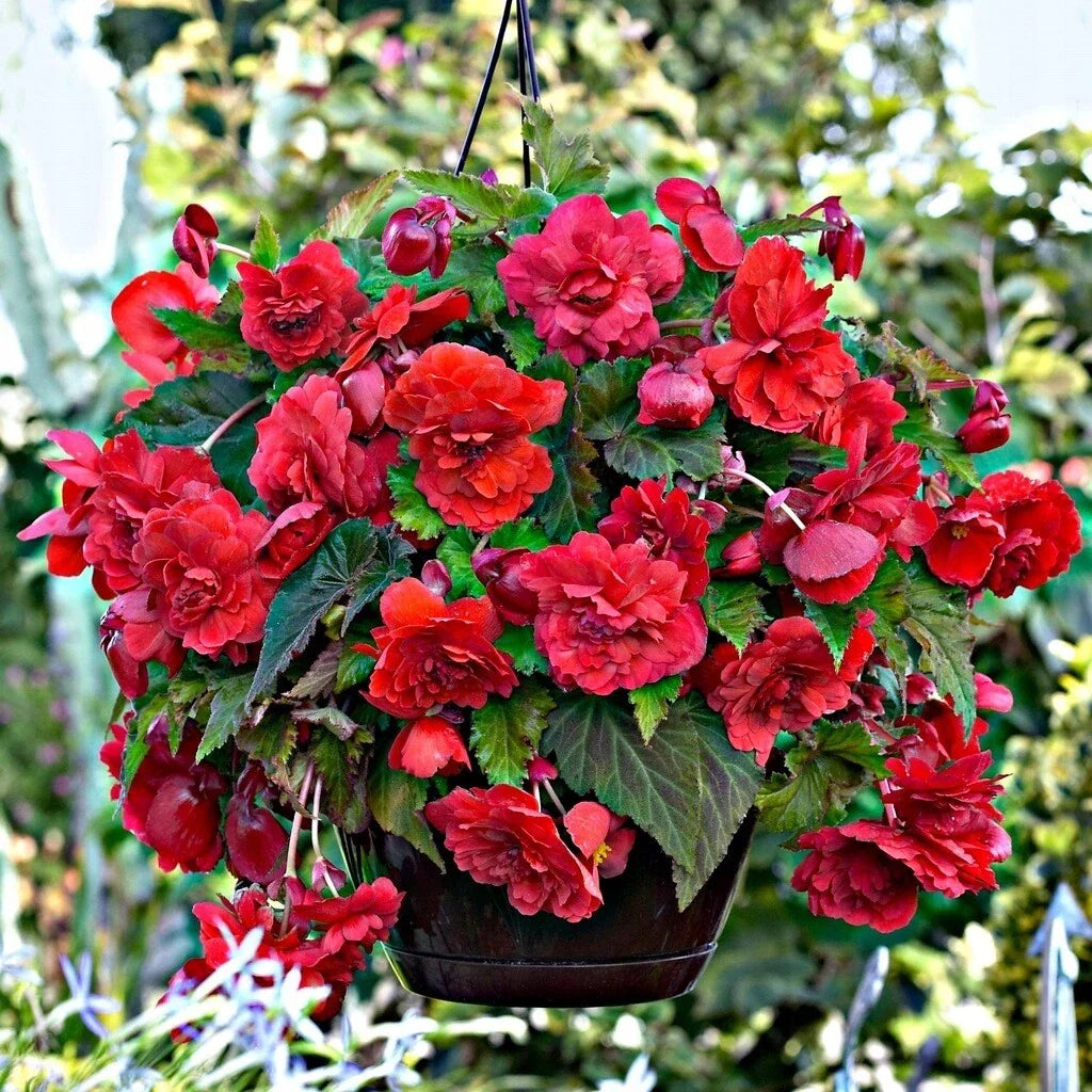 Begonia Seeds - 100 Count - Glory Hot Tip Red - Begonia x tuberhybrida - Indoor & Outdoor Garden Plant