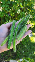 Fresh Cuttings Dog Tail Cactus Aporocactus flagelliformis Succulent Green Plant, Trailing, Indoor Garden