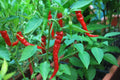 Cayenne Long Slim Pepper Seeds - Heirloom Red Hot Chili, Capsicum annuum, 50 Pack, Spicy Long Slim Peppers for Cooking & Garden
