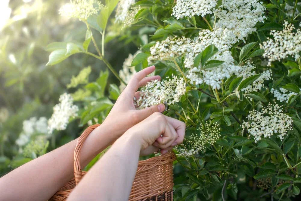 Fresh Elderberry Cuttings Sambucus nigra for Gardening and Landscaping | Easy to Grow