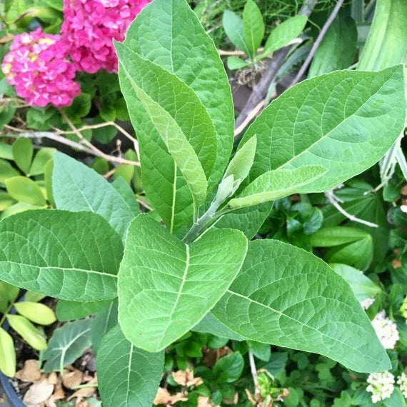African Bitter Leaf Live Starter Plant | Vernonia amygdalina Medicinal Herb