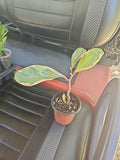 Peperomia Clusiifolia Jelly Plant 3.5" Pot Variegated Green Pink White Indoor Houseplant