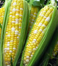 Sweet Corn Seeds - Peaches and Cream Hybrid Bicolor Zea mays, Full Season Crop, Heirloom, Non-GMO, Garden, Farming, Canning