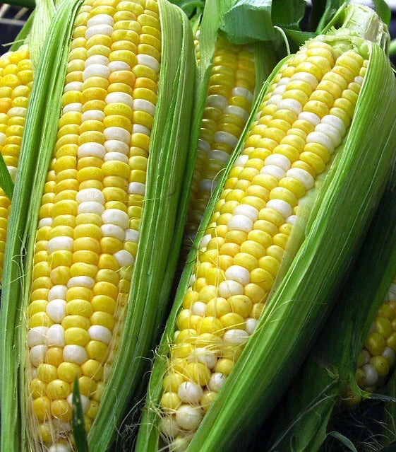 Sweet Corn Seeds - Peaches and Cream Hybrid Bicolor Zea mays, Full Season Crop, Heirloom, Non-GMO, Garden, Farming, Canning