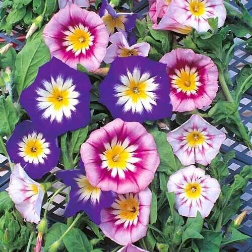 25 Seeds Morning Glory Dwarf Ensign Mix Ipomoea purpurea - Fast-Growing Flower Seeds for Gardens & Containers