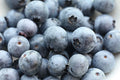 Southern Blueberry Seeds Bulk 1000 Count | Evergreen Shrub Vaccinium ashei | Heat Tolerant Berry Plant