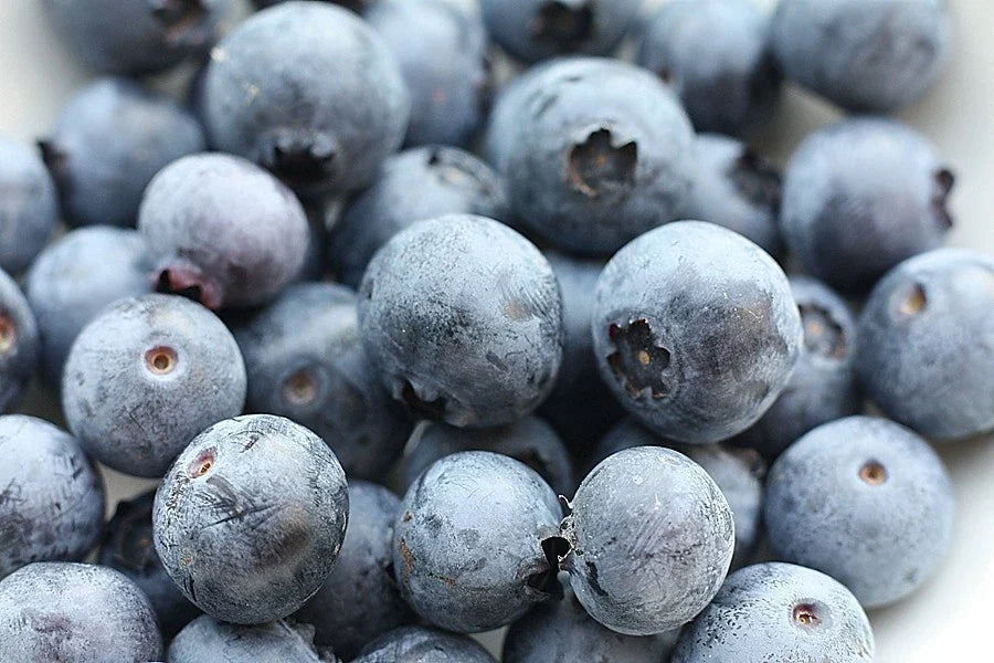 Southern Blueberry Seeds Bulk 1000 Count | Evergreen Shrub Vaccinium ashei | Heat Tolerant Berry Plant