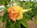 Tsunami Angel Trumpet Seeds - Brugmansia spp. - Large Fragrant Trumpet Flowers - 10 Pack - USA Grown Flower Seeds