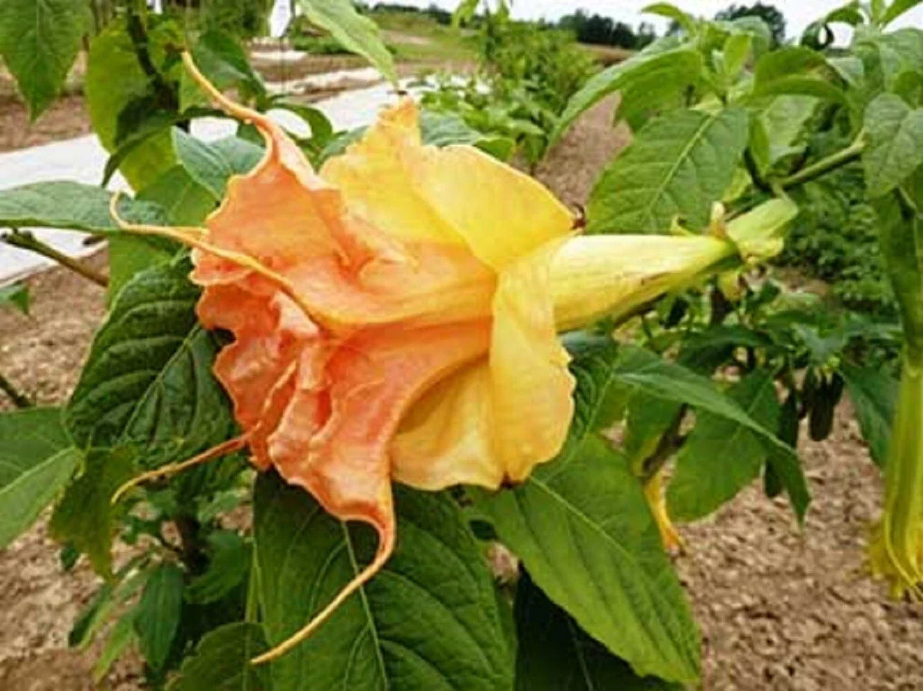 Tsunami Angel Trumpet Seeds - Brugmansia spp. - Large Fragrant Trumpet Flowers - 10 Pack - USA Grown Flower Seeds