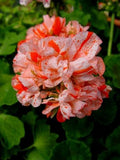 Orange White Geranium Seeds - Perennial Flower Seeds for Borders & Containers - Pelargonium maculatum - US Seller