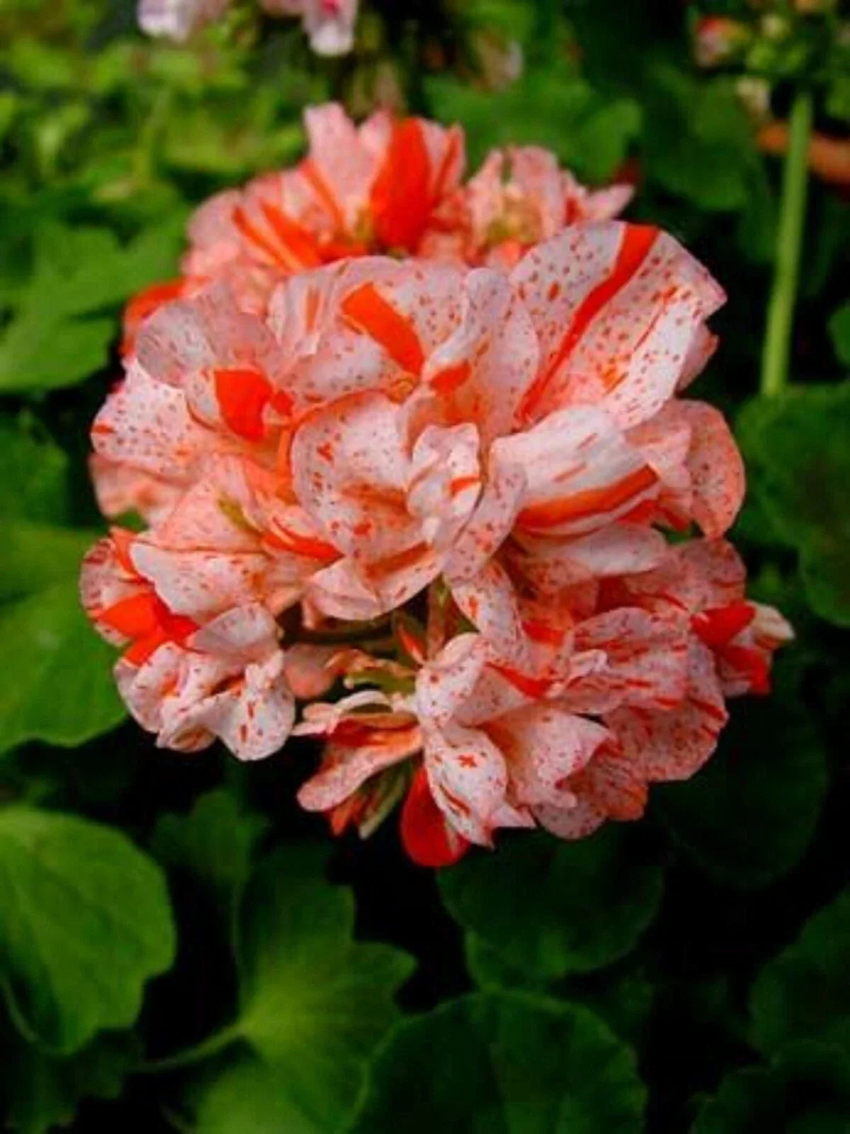 Orange White Geranium Seeds - Perennial Flower Seeds for Borders & Containers - Pelargonium maculatum - US Seller
