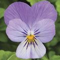 Viola Seeds Pack of 50 | Endurio Lavender Flowers | Viola x wittrockiana | Garden & Container Planting