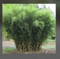 Fountain Bamboo Plant - 18-24 Inch Clumping Fargesia Murielae Cold Hardy Non-Invasive Garden Shrub
