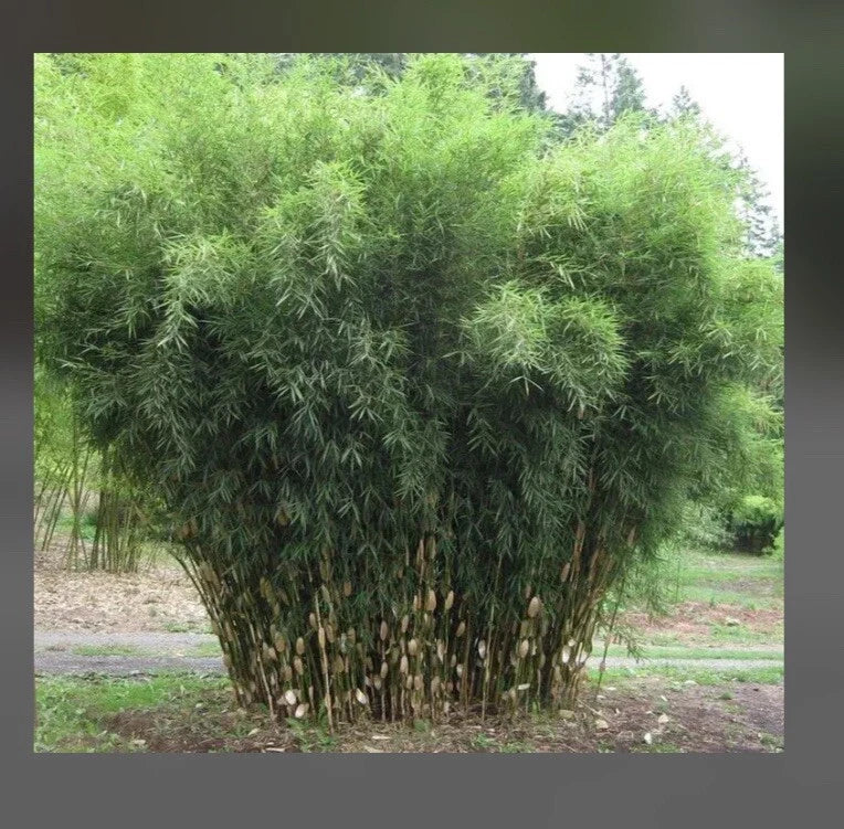 Fountain Bamboo Plant - 18-24 Inch Clumping Fargesia Murielae Cold Hardy Non-Invasive Garden Shrub