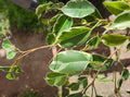 Variegated Ficus Benjamina Live Plant - Large Rooted Plug - Indoor Houseplant - Ficus Tree - Ficus benjamina 'Variegata'
