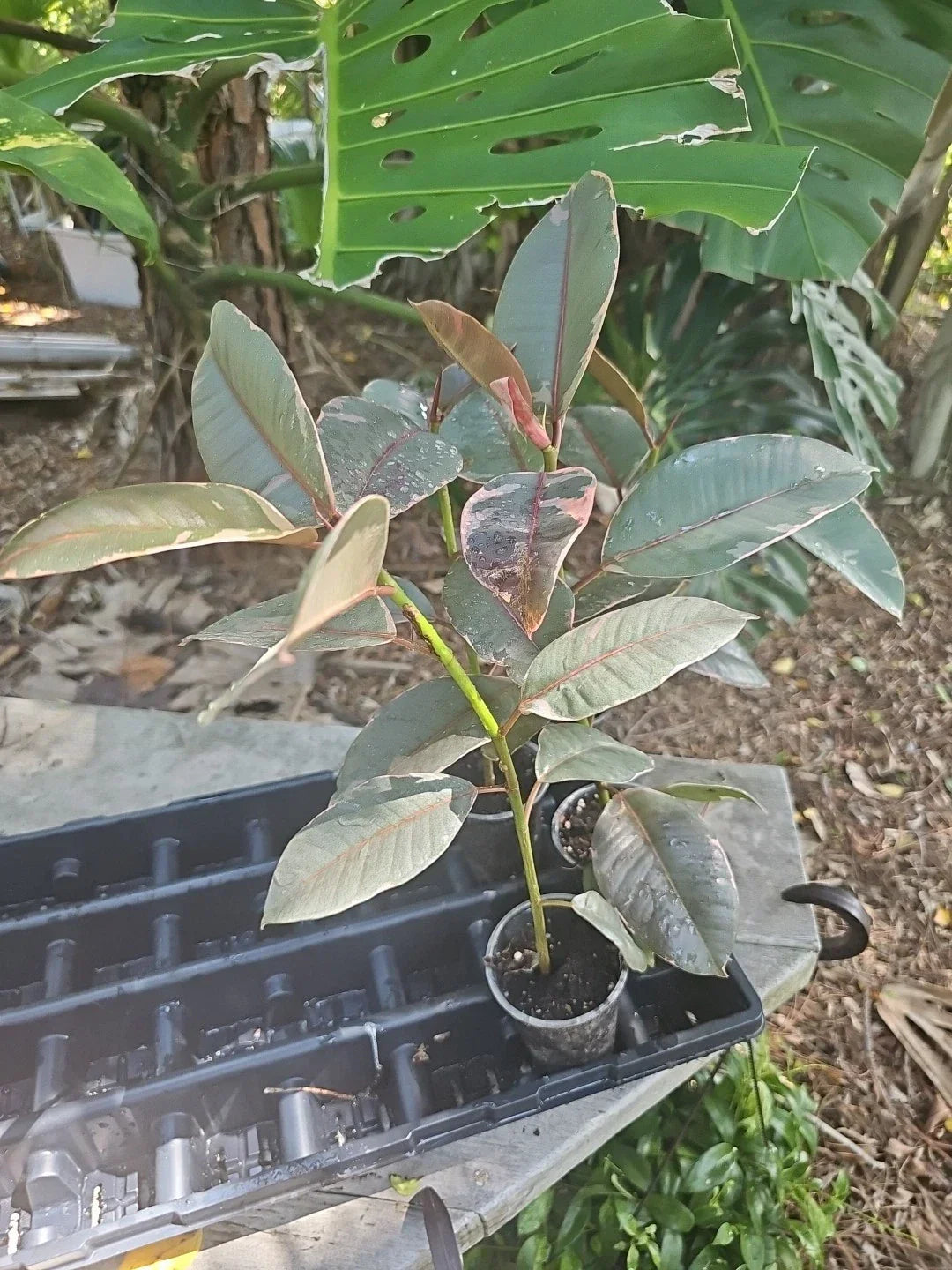 Variegated Rubber Plant Tree 14-16" Ficus Elastica Tineke Ruby Indoor Houseplant