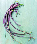 Dragon's Tail Radish Seeds - 500+ Pack, Heirloom Raphanus sativus, Fast-Growing, Striking Shape, Garden Planting, Non-GMO, USA