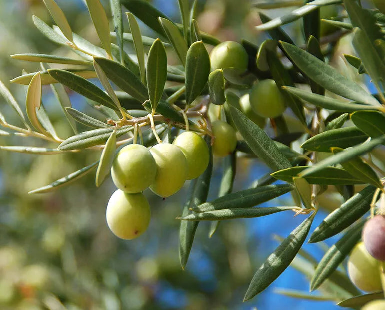 Canino Olive Tree Seeds – 20 Count, Edible Green & Black Olives, Olea Europaea, Drought-Tolerant, Full Sun, Suitable for Gardens