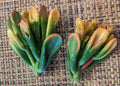 Variegated Crassula ovata 'Gollum' Cutting - 3 Inch Succulent - Rare Jade Plant for Indoor Garden