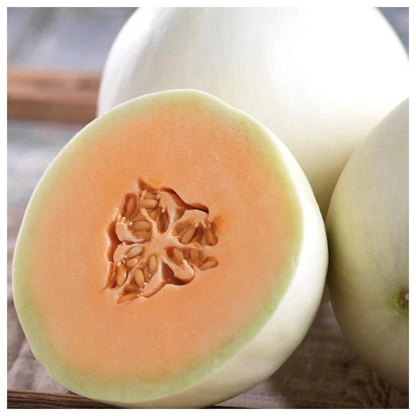 Honey Dew Orange Flesh Cantaloupe Seeds – 50+ Muskmelon Seeds for Home Gardens – Cucumis melo, Sweet Summer Fruit, Non-GMO