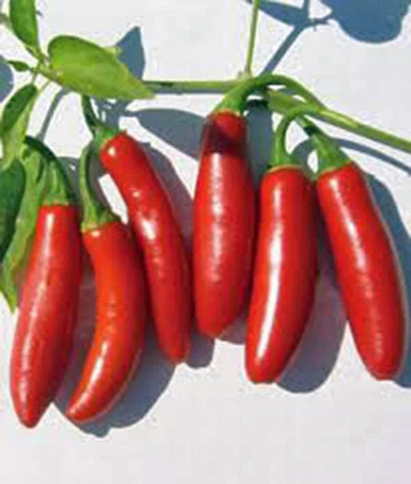 Serrano Pepper Seeds 500 Count Heirloom Non-GMO Hot Chile Capsicum annuum for Salsas & Cooking