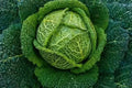 Savoy Perfection Cabbage Seeds 500+ Heirloom NON-GMO Fresh Seeds (Brassica oleracea var. sabauda)