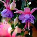 Fuchsia Seeds 50pcs for Potted Flowers & Bonsai | Fuchsia magellanica | Vibrant Blooms