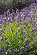 Phenomenal Lavender Plant in 4' Pot, Lavandula x intermedia, Purple-Blue Flowers, Cold-Hardy, Pollinator-Friendly