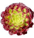Rare Variegated Aeonium Mardi Gras Succulent Cutting - Live Plant for Indoor & Outdoor Decor