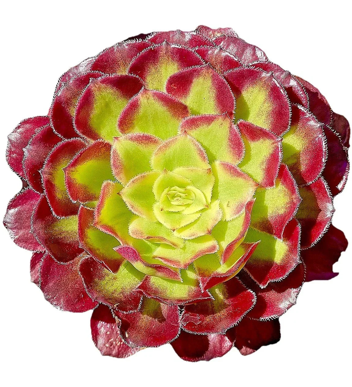 Rare Variegated Aeonium Mardi Gras Succulent Cutting - Live Plant for Indoor & Outdoor Decor