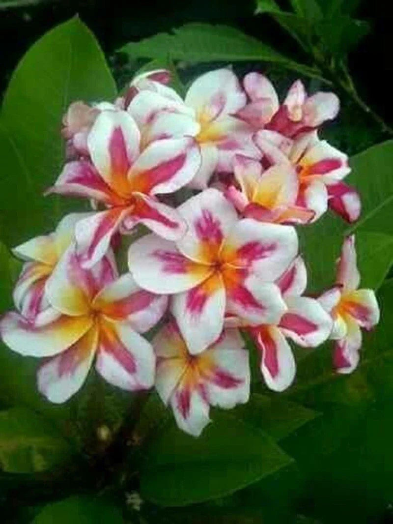 Plumeria Seeds 5 Pack - Pink, Yellow, White Frangipani Tropical Perennial Flower Seeds