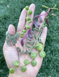 String of Hearts Cuttings, 3-Inch Ceropegia woodii Propagation, Indoor Plant Clippings for Gardening