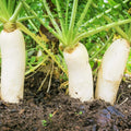 Daikon Radish Seeds - Pack of 100, Raphanus sativus var. longipinnatus, Japanese Winter White Carrot, Korean Mu, Heirloom Variety