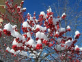 Live Winterberry Holly Shrub - Winter Red Ilex verticillata Well-Rooted Plant for Garden, Landscape, Holiday Decor