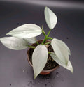 Philodendron Silver Sword Plant 3.5" Pot, Rare Tropical Houseplant, Philodendron hastatum
