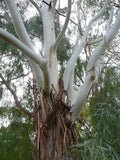 Lemon-Scented Gum Seeds - Eucalyptus citriodora - Aromatic Fragrant Tree Seeds for Planting - 50 Pack